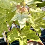 Javor horský (Acer pseudoplatanus) ´BRILLIANTISSIMUM´ – výška 120–130 cm, kont. C5, na kmienku